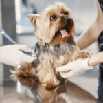 Key Questions to Ask an Animal Chiropractor